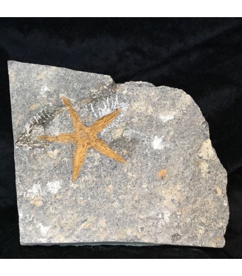 Estrella de mar Stenastes. Fósil del período Ordovícico.