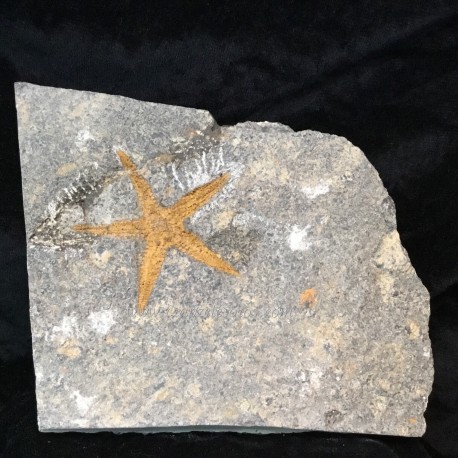 Estrella de mar Stenastes. Fósil del período Ordovícico.