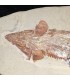 Extraordinario Pez fósil Prionolepis del Líbano