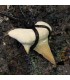 Diente fosil de tiburón Lamna Obliqua en colgante con cordon