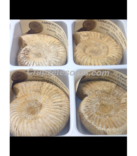 Ammonites Choffantia