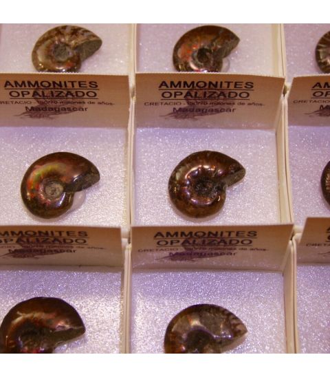 Amonites opalizado natural en cajita individual