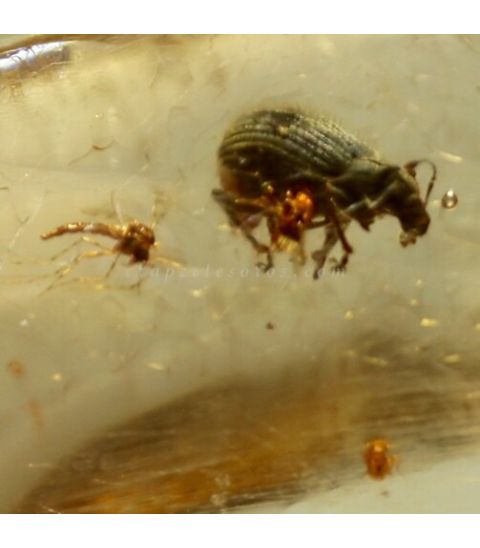 Escarabajo y otros insectos en Copal fósil de Madagascar
