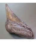 Diente fósil del tiburón Megalodón Carcharodón 
