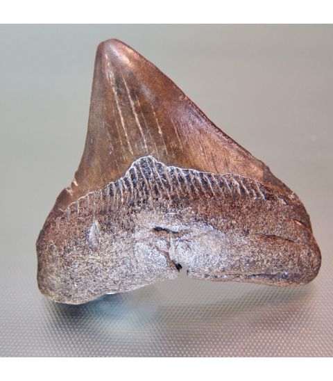 Diente fósil de Megalodón Carcharodón 