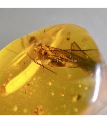 Ámbar del Báltico con una Termita y otros insectos.