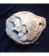 Fósil de Cabeza de tortuga 