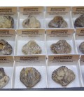 Rhynchonella fósil de Midelt en cajita de coleccion