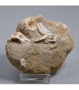 Vértebra y cola fósil de Enchodus Lybicus