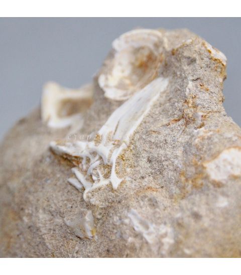 Vértebra y cola fósil de Enchodus Lybicus