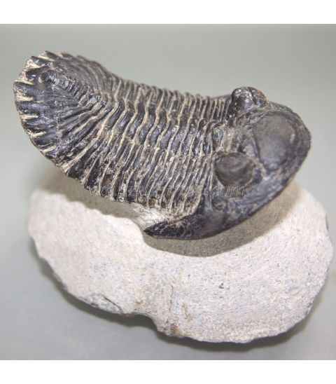 Fósil de Trilobites Metacantina de Erfoud.