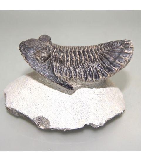 Fósil de Trilobites Metacantina de Erfoud.