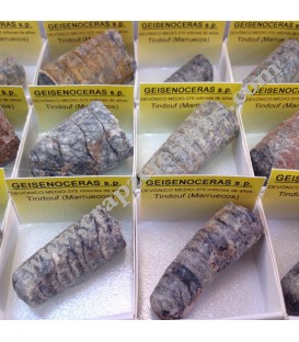 Geisenoceras fósil en cajita de colección 
