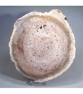 Xilópalo madera fósil de Palmera de Madagascar.