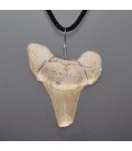 Diente fósil de tiburón Lanna Obliqua de Marruecos en colgante de metal.