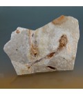 Pez Licopteras fósil de Hunan, China