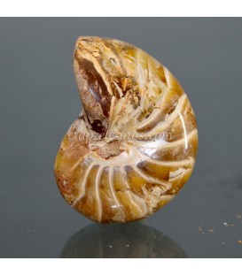 Nautilus fósil pulido de Marruecos, de Erfoud.