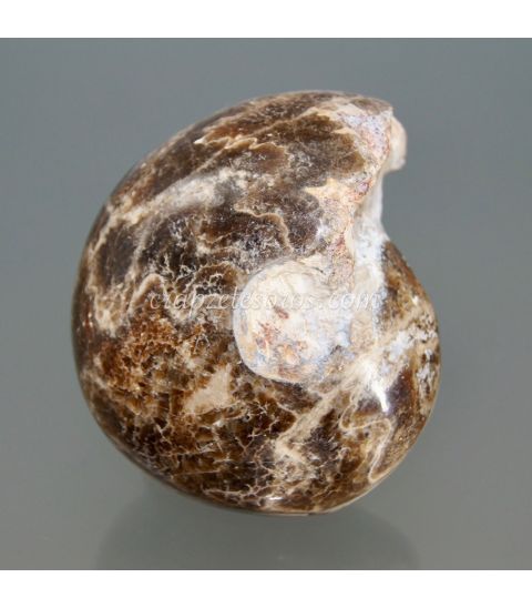 Amonites dendrítico fósil de Marruecos