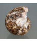 Amonites dendrítico fósil de Méjico