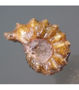 Amonites calcificado de Madagascar del Cretácico