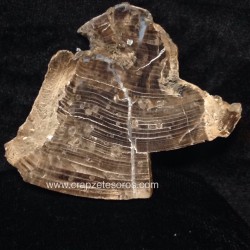 Xilópalo ( árbol fósil ) de Hunan - China del Cretácico
