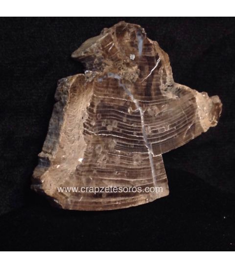 Xilópalo ( árbol fósil ) de Hunan - China del Cretácico