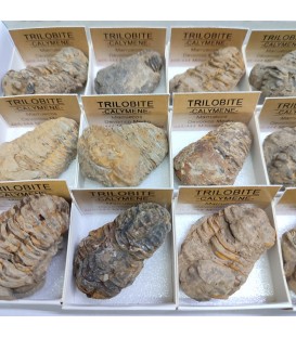 Trilobites Calymenes fosil en cajita de coleccion