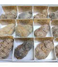 Trilobites Calymenes fosil en cajita de coleccion