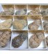 Fósil de Trilobites Calymenes de Maruecos en caíita individual