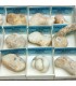 Opalo menilito de Albacete en cajita de colección
