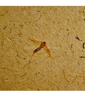 Ámbar joven - Copal con multitud de insectos.