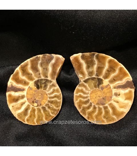 Ammonites de Marruecos en dos mitades