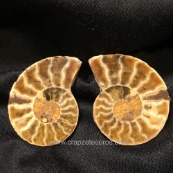 Ammonites de Marruecos en dos mitades