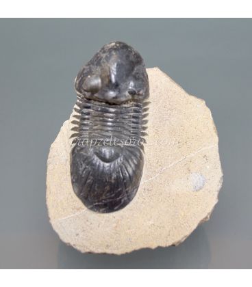 Fósil de Trilobites Paralejorus con pareja de Erfoud.