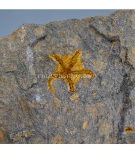 Estrella de mar Ophiuroidea. Fósil del período Ordovícico de 500 a 430 millones de años