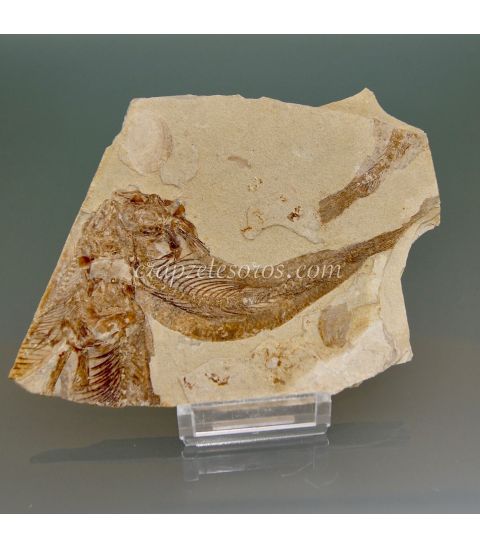 Pez Licopteras fósil de Hunan , China