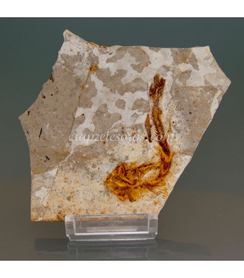 Pez Licopteras fósil de Hunan