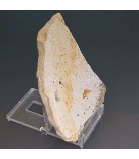 Pulga fósil en matriz natural de Hunan