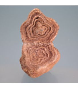 Flor de Estromatolitos de Marruecos