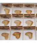 Diente de tiburón Squalicorax fosil en cajita de colección