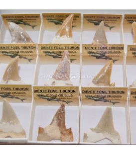 Fósil de Diente de Tiburón Otodus Obliquus en cajita de colección