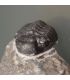 Trilobites Phacops fósil  en matriz de Marruecos