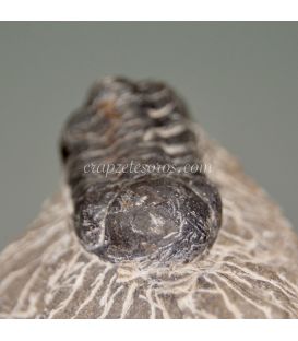 Fósil de Trilobites Phacops de Marruecos