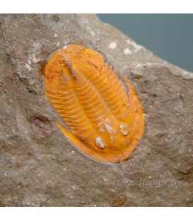Trilobites Asaphida fósil de unos 500 millones de años