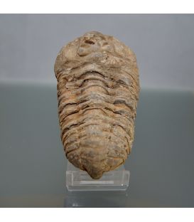 Trilobites Calymenes fósil de 300 millones de años