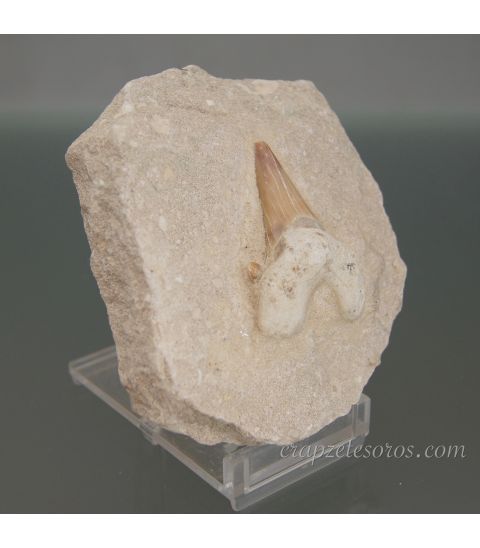 Diente fósil de tiburón Lanna Obliqua, natural de marruecos.