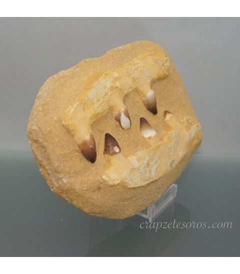Mandíbula fósil de Globidens de Khouribga