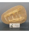 Mandíbula fósil de Enchodus de 70 millones de años