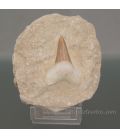 Diente fosil de tiburon Lamna Obliqua en matriz