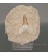 Diente fosil de tiburon Lamna Obliqua en matriz